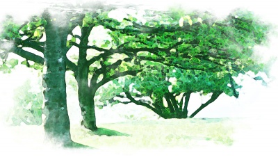 イメージ画像 森林浴・修正版