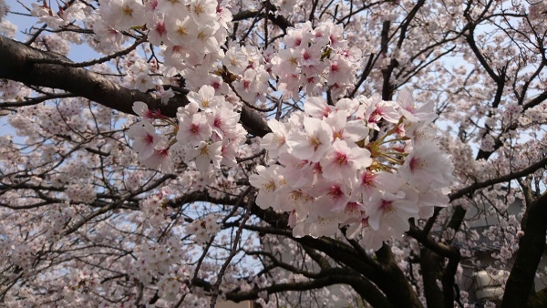桜を見ながらお散歩 桜を見ながらお散歩