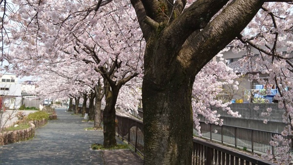 桜を見ながらお散歩 桜を見ながらお散歩