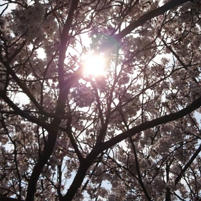 桜を見ながらお散歩 桜を見ながらお散歩