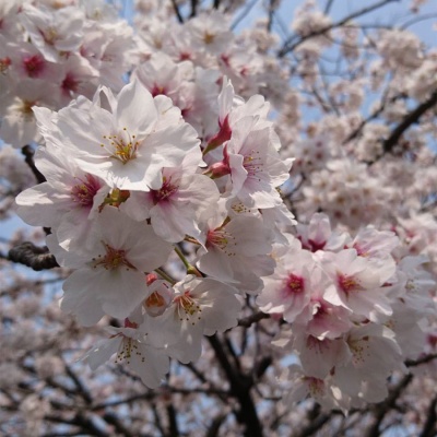 桜を見ながらお散歩 桜を見ながらお散歩