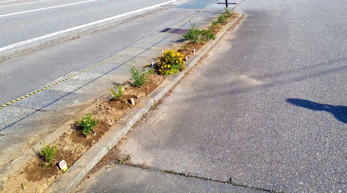 オリーブガーデン冬支度です オリーブガーデン冬支度です