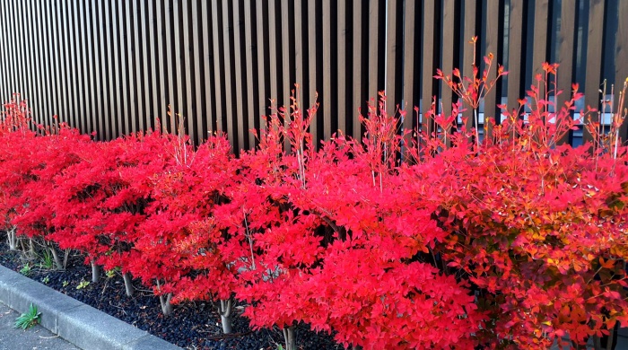 オリーブガーデン冬支度です オリーブガーデン冬支度です