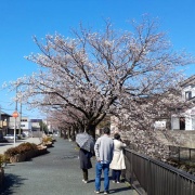 今年も桜を楽しみました