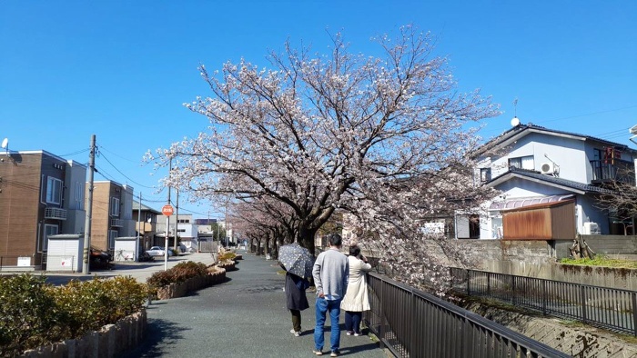 今年も桜を楽しみました 今年も桜を楽しみました