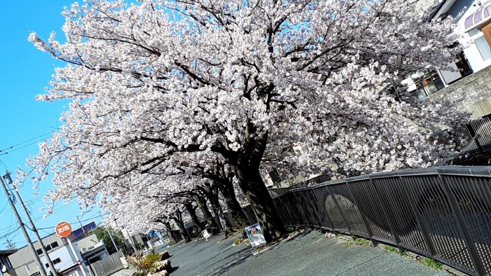 今年も桜を楽しみました 今年も桜を楽しみました