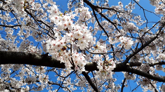 今年も桜を楽しみました 今年も桜を楽しみました
