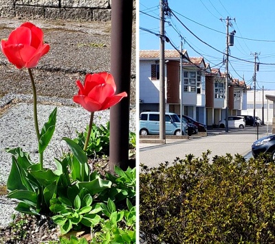 4/9 地域再発見「歩いて発見!」 4/9 地域再発見「歩いて発見!」