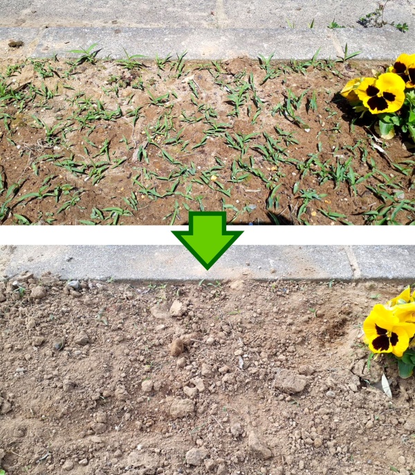 オリーブガーデンのお花たち オリーブガーデンのお花たち