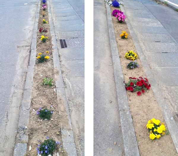 オリーブガーデンのお花たち オリーブガーデンのお花たち