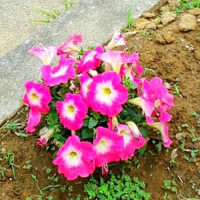 オリーブガーデンのお花たち