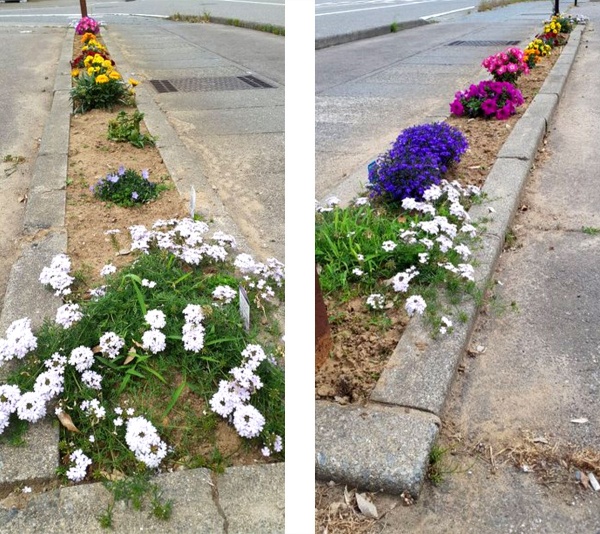 オリーブガーデンのお花たち オリーブガーデンのお花たち