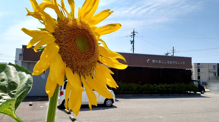 オリーブガーデンのひまわり オリーブガーデンのひまわり