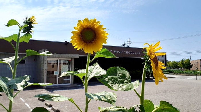 オリーブガーデンのひまわり オリーブガーデンのひまわり