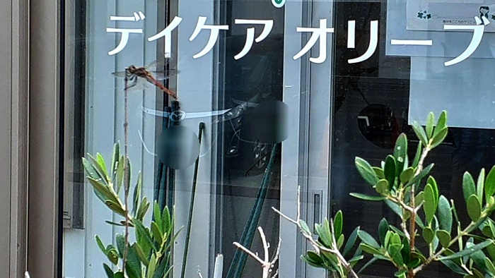 赤トンボ 赤トンボ