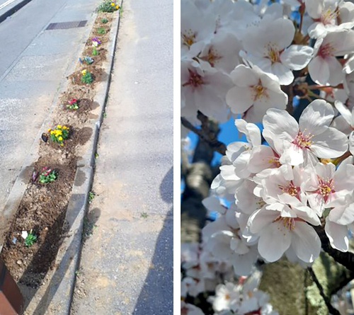 オリーブガーデンのお花たち オリーブガーデンのお花たち