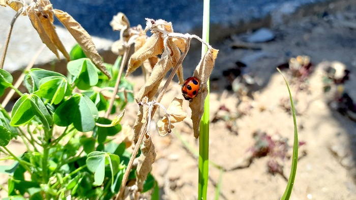 てんとう虫 てんとう虫