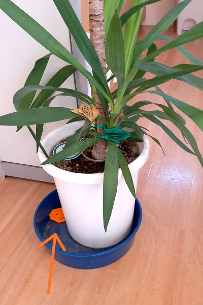 宝探しゲーム 宝探しゲーム