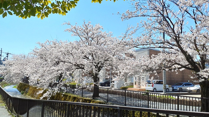花見