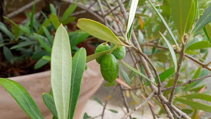 オリーブの木 オリーブの木