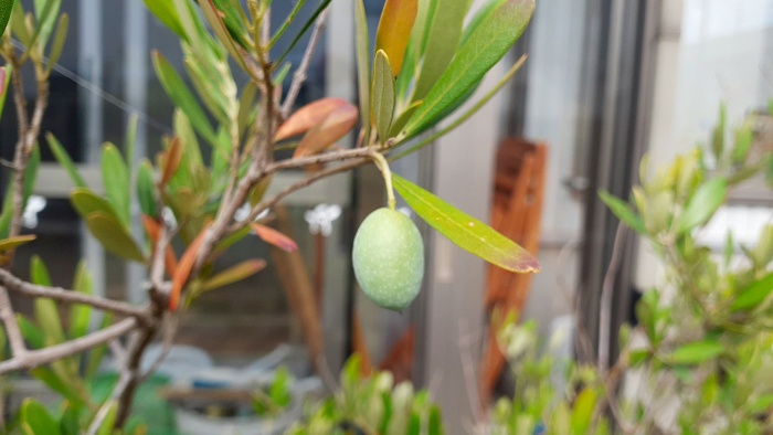 オリーブの木 オリーブの木