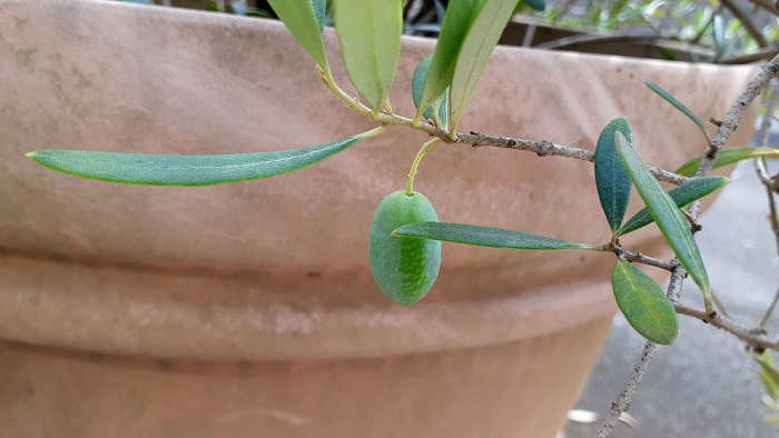 オリーブの木 オリーブの木