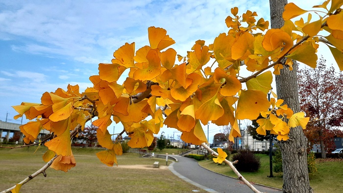 つばきの郷公園へ行こう