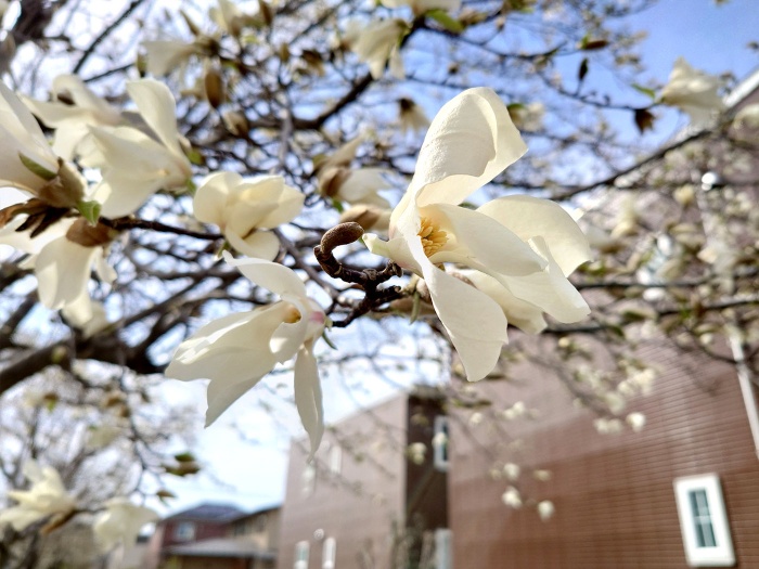 木蓮