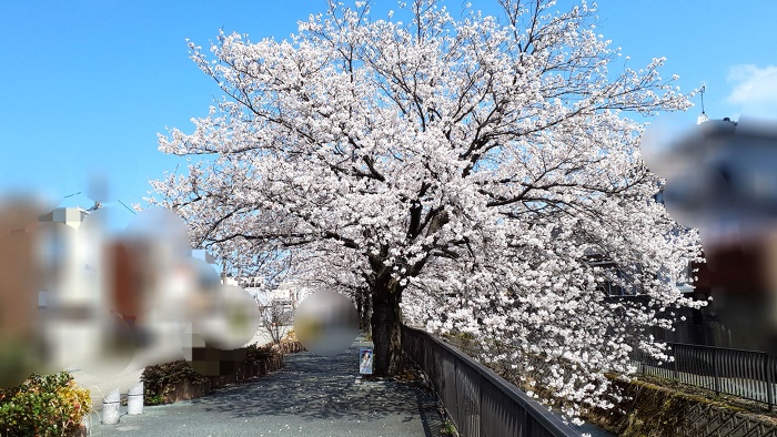 4月のオリーブ風景　お花見散歩