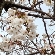 4月のオリーブ風景　お花見散歩