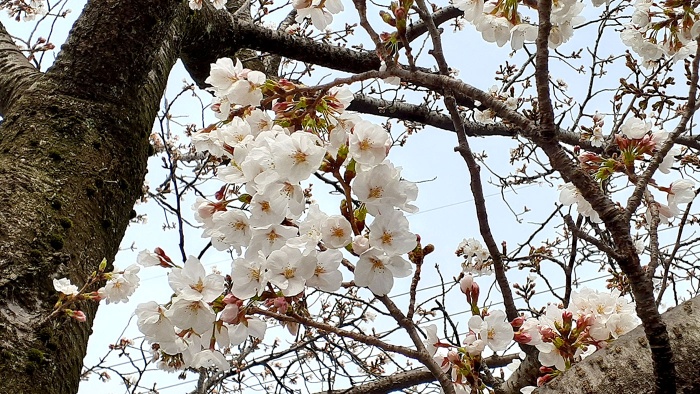 4月のオリーブ風景　お花見散歩
