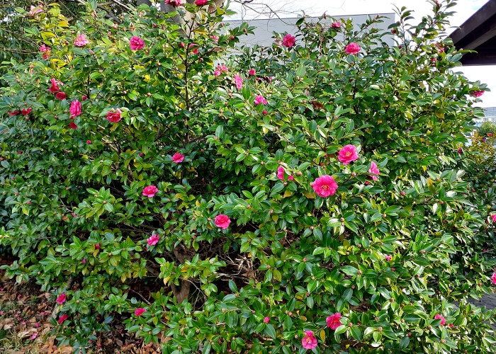 周辺の散歩 周辺の散歩